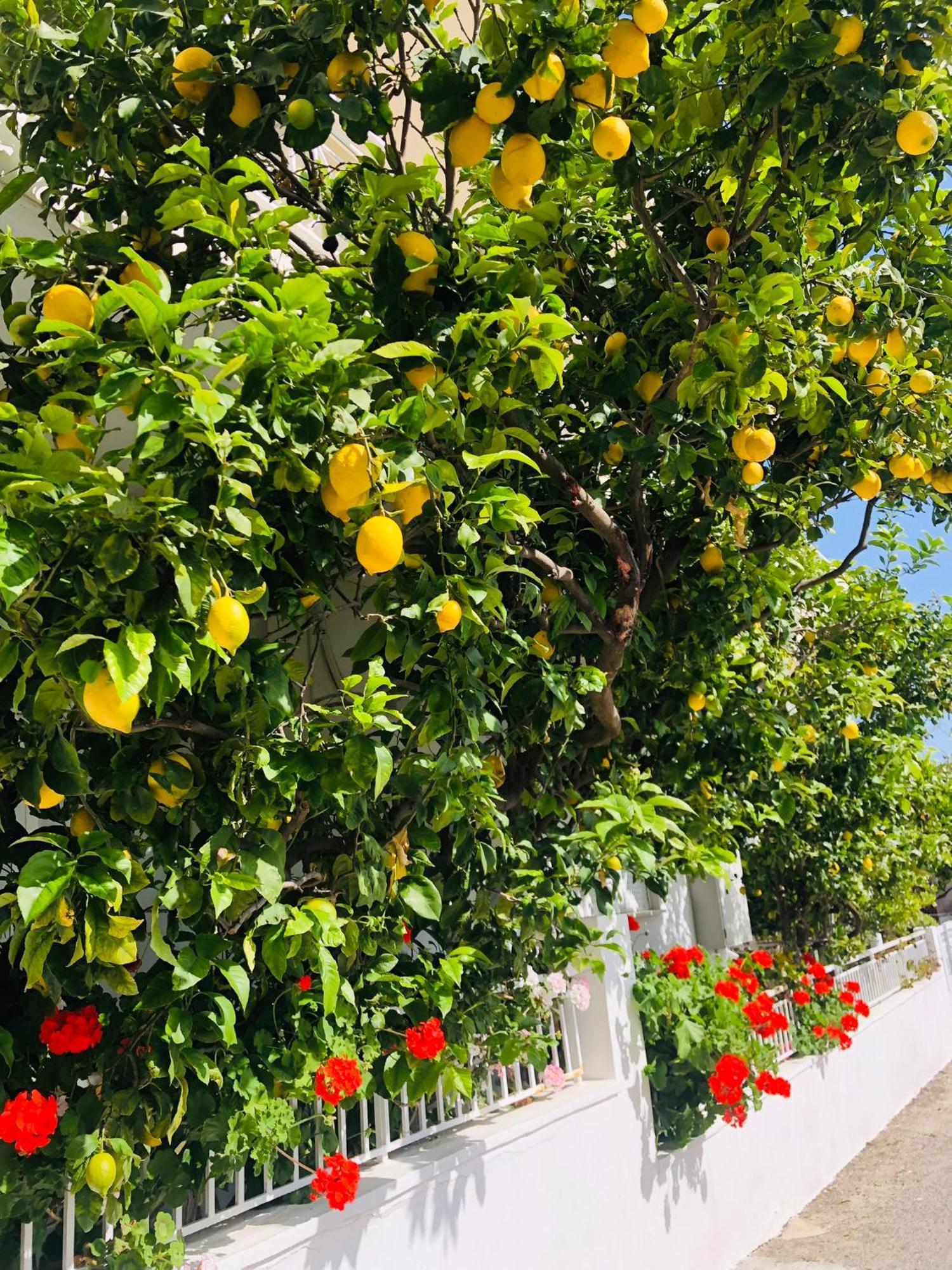 Villa Lemon Tree'S House Kalavárda Exterior foto